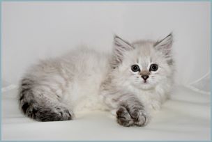 Female Siberian Kitten from Deedlebug Siberians